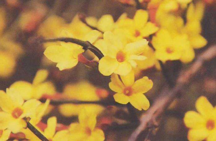 陇南制作迎春花盆景的人员