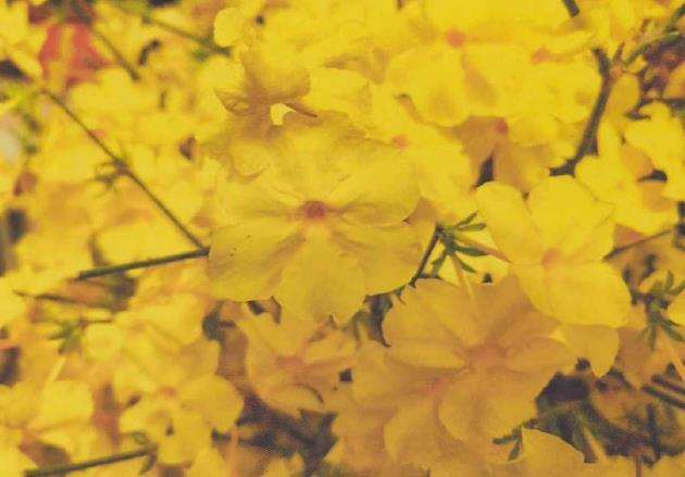 陇南制作迎春花盆景的人员