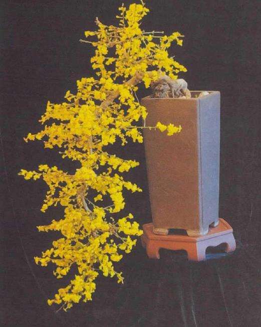 陇南制作迎春花盆景的人员