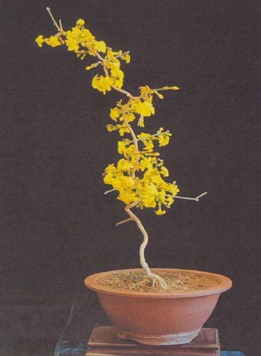 陇南制作迎春花盆景的人员