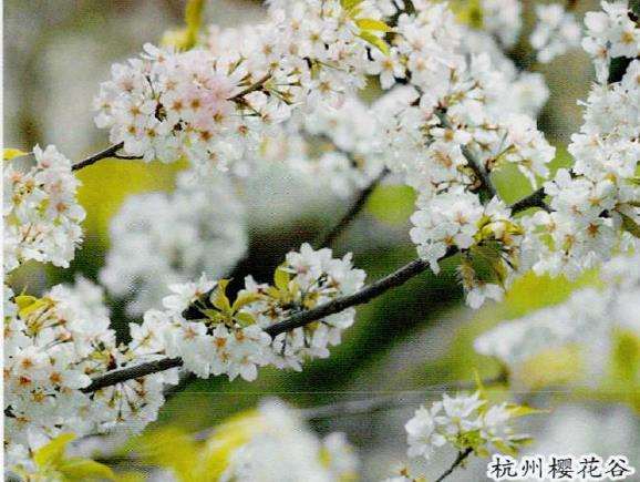 杭州山地樱花公园 图片