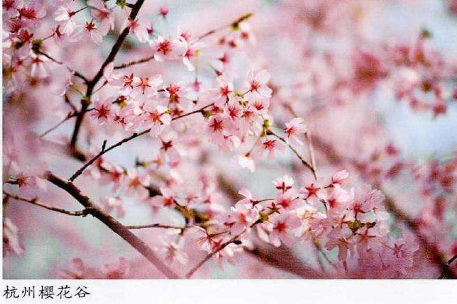 杭州山地樱花公园 图片