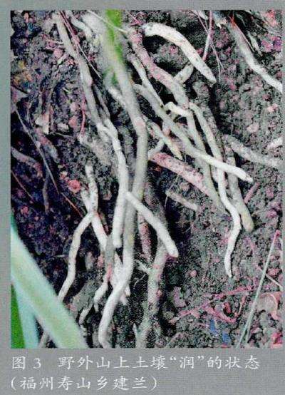 养兰花怎么协调植料水与气的矛盾 图片
