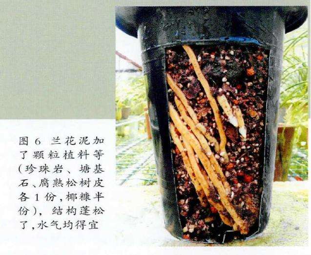 养兰花怎么协调植料水与气的矛盾 图片