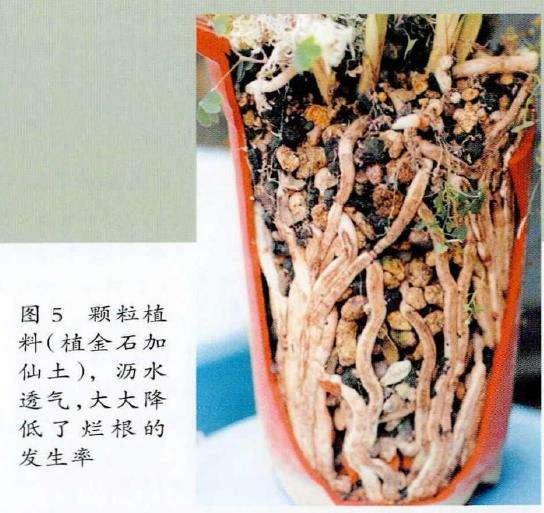 养兰花怎么协调植料水与气的矛盾 图片