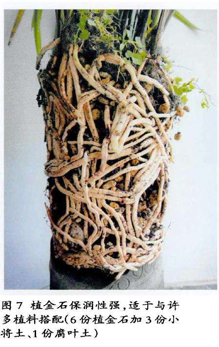 养兰花怎么协调植料水与气的矛盾 图片