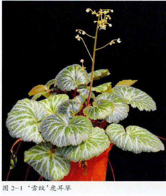 我国虎耳草国际登录的三个品种 图片