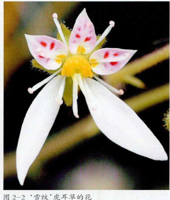 我国虎耳草国际登录的三个品种 图片