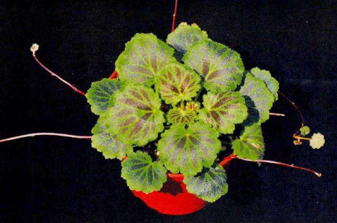 我国虎耳草国际登录的三个品种 图片