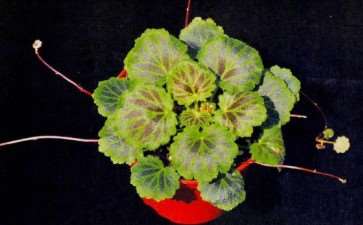 我国虎耳草国际登录的三个品种 图片