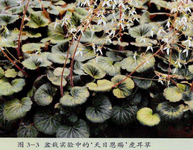 我国虎耳草国际登录的三个品种 图片