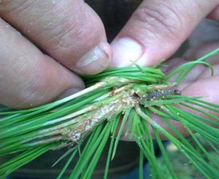 松材线虫的症状识别与综合防治措施图示