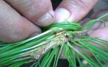 松树病虫害怎么防治的4个管理措施