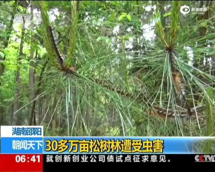 松树种植前的选址、整地、选种与种子处理流程图示