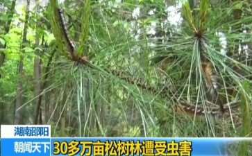松树怎么种植的2个要点