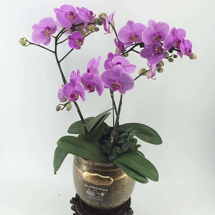 蝴蝶兰的6个形态和生态习性