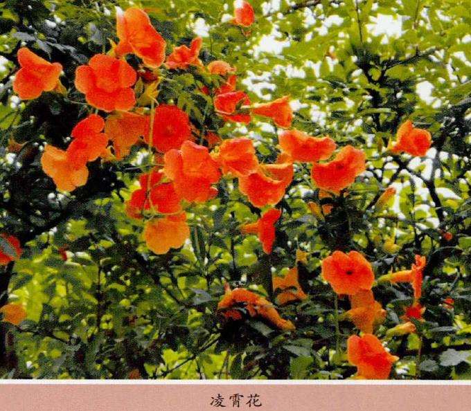 母亲的花园不大 但在城市环境中 图片