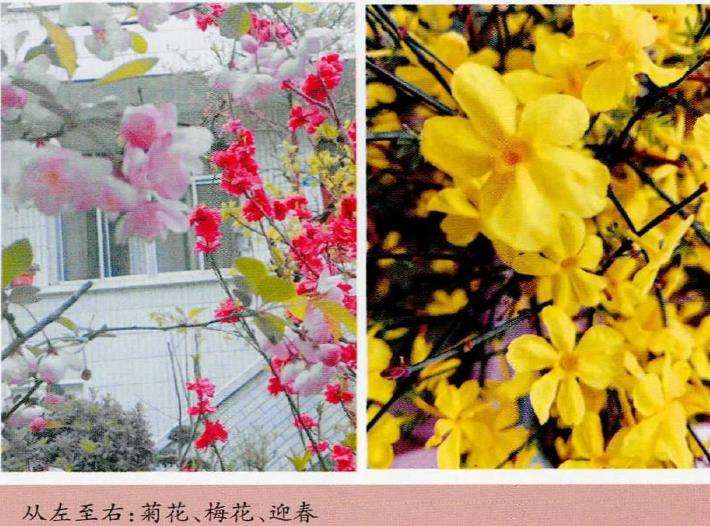 母亲的花园不大 但在城市环境中 图片