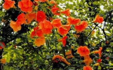 母亲的花园不大 但在城市环境中 图片