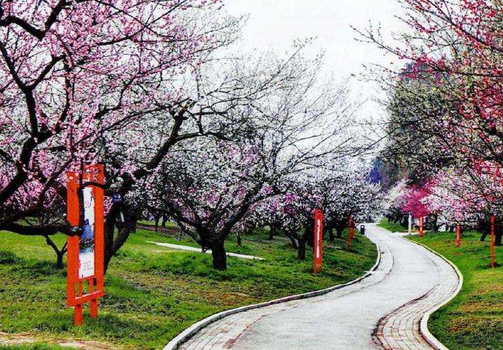 梅花专类园的4个晚花品种 图片