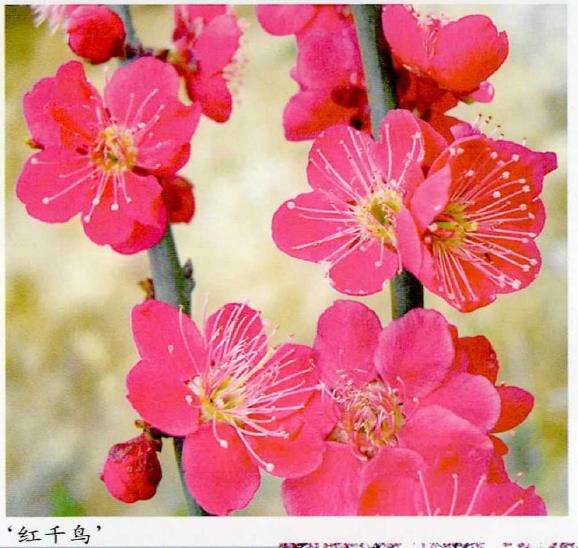 梅花专类园的4个晚花品种 图片