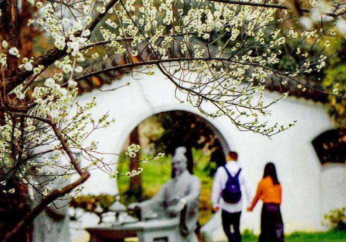 梅花专类园的4个晚花品种 图片