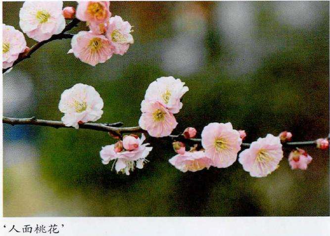 梅花专类园的4个中花品种 图片