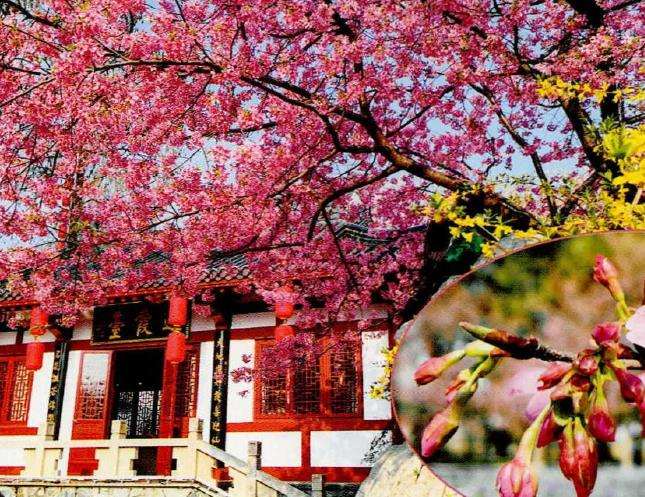 目前流行的9个早期樱花品种 图片
