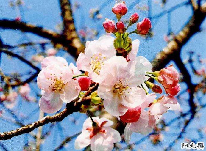 目前流行的9个早期樱花品种 图片