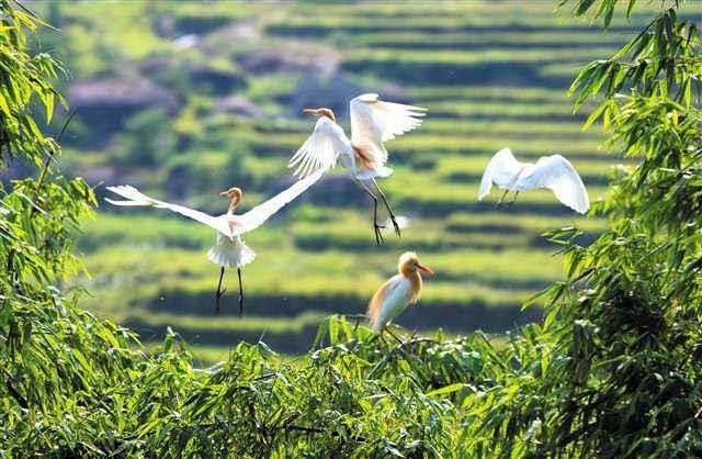 怎么提高林业生态修复的4个对策
