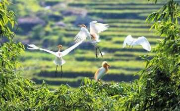 怎么提高林业生态修复的4个对策