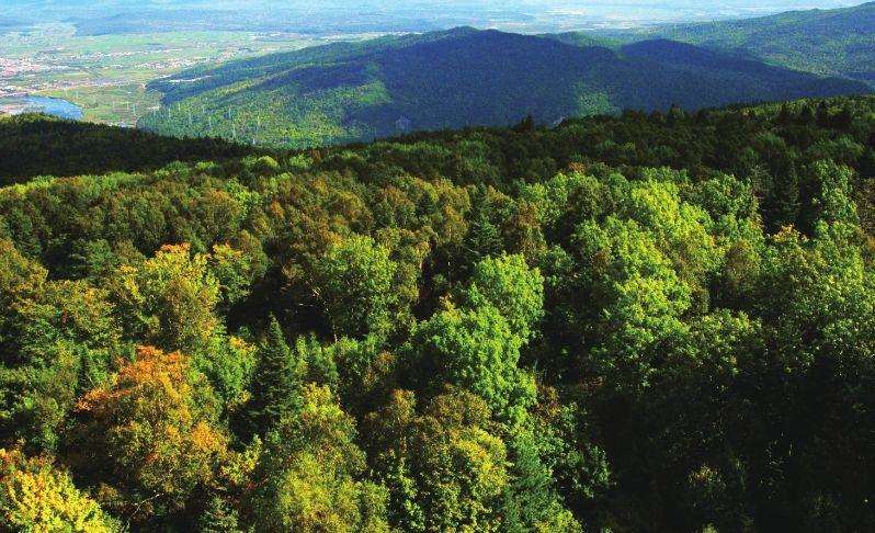 林业生态修复的背景、意义与当前挑战分析图示