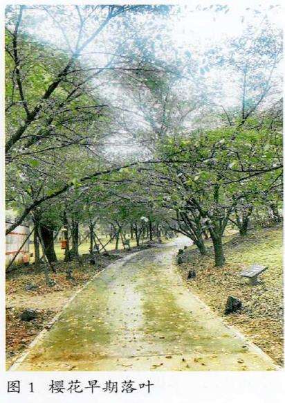 冷季草坪对树的生长造成的7个影响