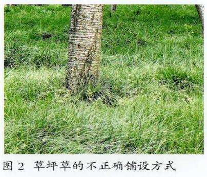 冷季草坪对树的生长造成的7个影响