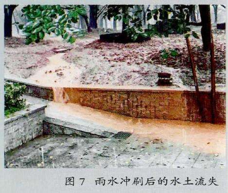 冷季草坪对树的生长造成的7个影响