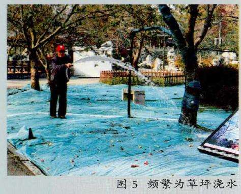 冷季草坪对树的生长造成的7个影响