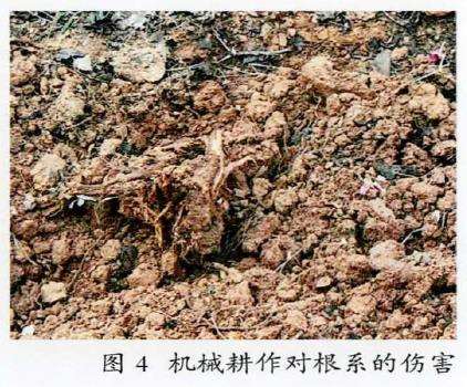 冷季草坪对树的生长造成的7个影响