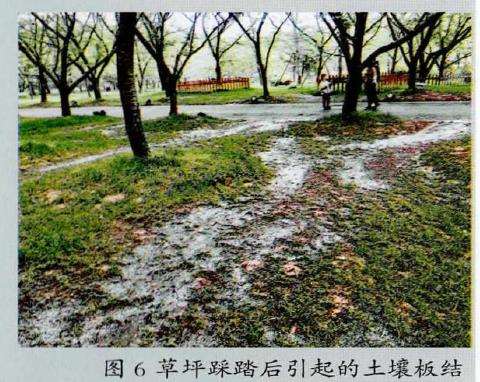 冷季草坪对树的生长造成的7个影响