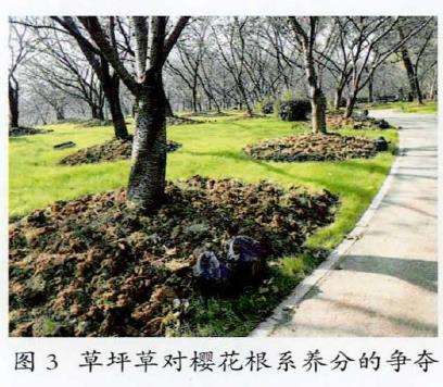 冷季草坪对树的生长造成的7个影响