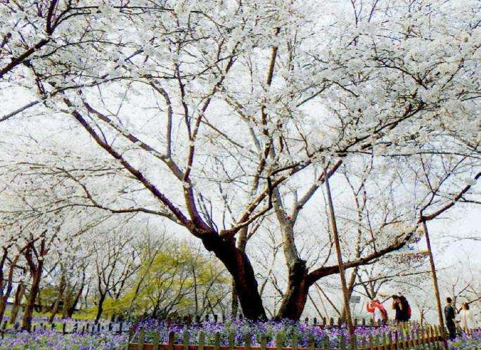 樱花树下播种冷季型草坪的4点危害总结