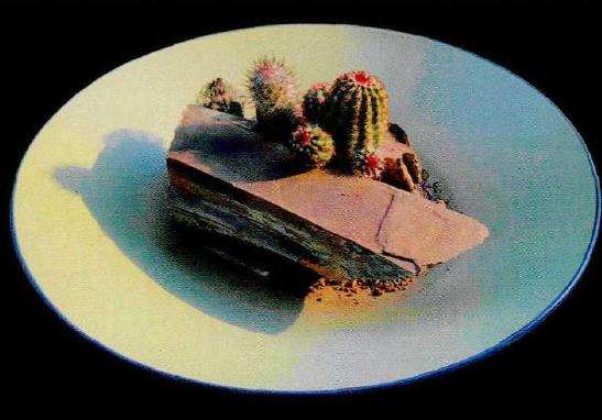 简约随性的多肉盆栽逸趣 图片