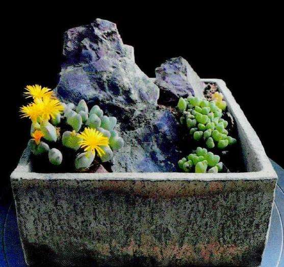 简约随性的多肉盆栽逸趣 图片