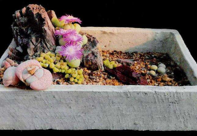 简约随性的多肉盆栽逸趣 图片