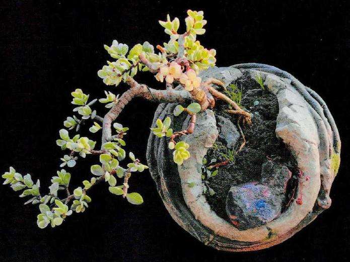 简约随性的多肉盆栽逸趣 图片