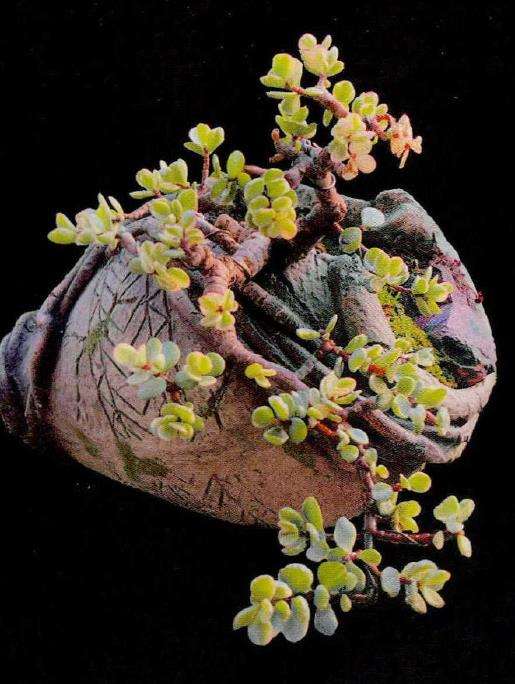 简约随性的多肉盆栽逸趣 图片