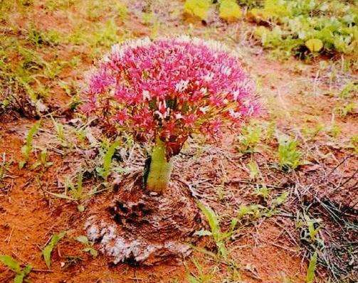 波叶布冯花普遍在冬季休眠 保持土壌干燥