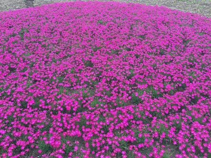 园林绿化工程中怎么花卉管理的4个方法