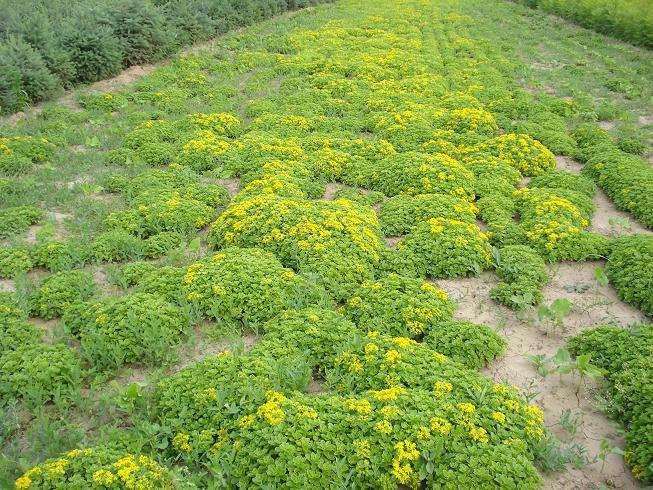 园林绿化工程中怎么花卉管理的4个方法