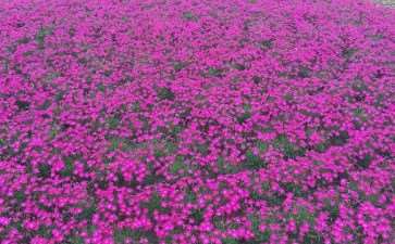 园林绿化工程中怎么花卉管理的4个方法