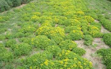 园林绿化工程施工现场怎么管理的7个研究